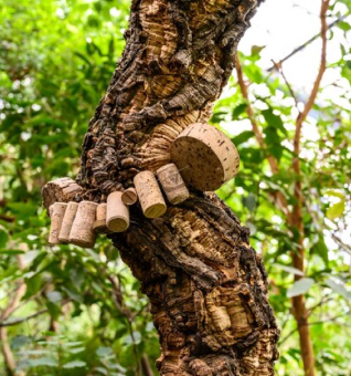 Cork
