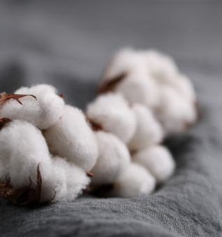Organic Cotton